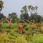 Hluhluwe Imfolozi Game Reserve