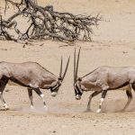 Bontebok National Park 