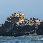 Boulders Beach