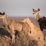 Tswalu Game Reserve