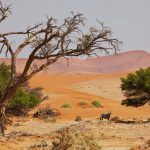 Kgalagadi Transfrontier Park