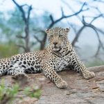 The African Leopard